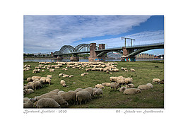 Bernhard Saalfeld - 08 - Schafe vor Suedbruecke_800